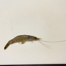 シラサエビのからあげ レシピ 作り方 By Sahsan 楽天レシピ シラサエビのからあげ レシピ 作り方 By Sahsan 楽天レシピ